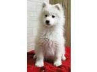 Samoyed Puppy for sale in Andover, OH, USA
