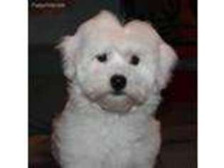 Havanese Puppy for sale in Wellston, OH, USA