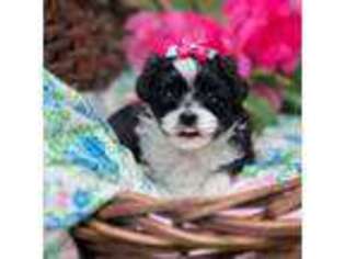 Shih-Poo Puppy for sale in Lena, LA, USA