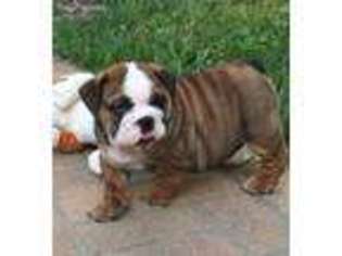 Bulldog Puppy for sale in Stark City, MO, USA