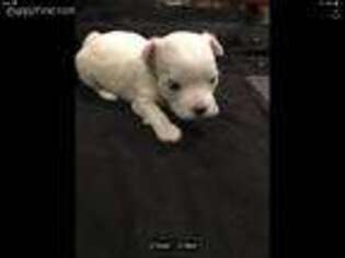 Maltese Puppy for sale in Udall, KS, USA
