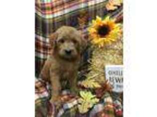 Goldendoodle Puppy for sale in Newton, IA, USA
