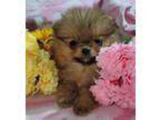 Pomeranian Puppy for sale in Deland, FL, USA