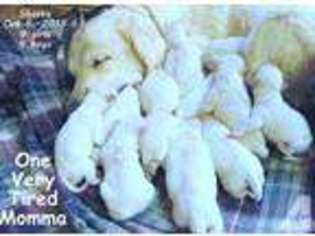 Golden Retriever Puppy for sale in THE DALLES, OR, USA