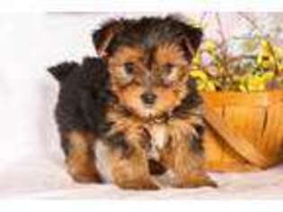 Yorkshire Terrier Puppy for sale in Harrisburg, PA, USA