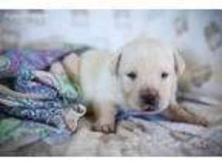 Labrador Retriever Puppy for sale in Buckeye, AZ, USA