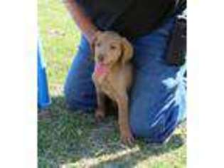Labradoodle Puppy for sale in Whitesboro, TX, USA