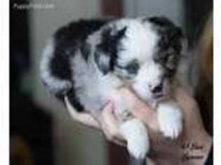 Miniature Australian Shepherd Puppy for sale in Pigeon Forge, TN, USA