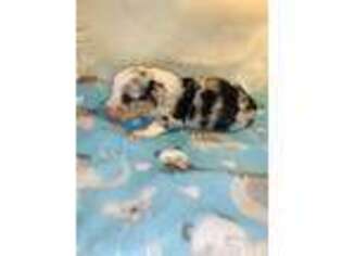Pembroke Welsh Corgi Puppy for sale in Carthage, TX, USA