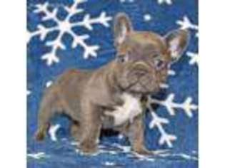 French Bulldog Puppy for sale in Melrose, MA, USA