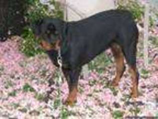 Rottweiler Puppy for sale in CAPITOL HEIGHTS, MD, USA