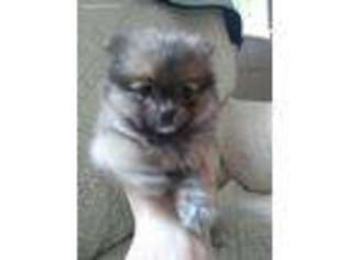 Pomeranian Puppy for sale in Ephrata, PA, USA