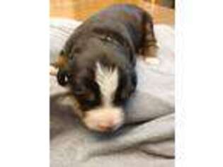 Bernese Mountain Dog Puppy for sale in Willard, OH, USA