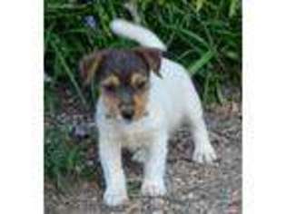 Jack Russell Terrier Puppy for sale in Bear Creek, NC, USA