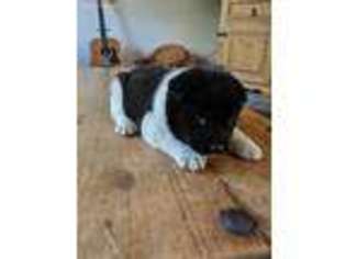 Akita Puppy for sale in Norwood, MO, USA