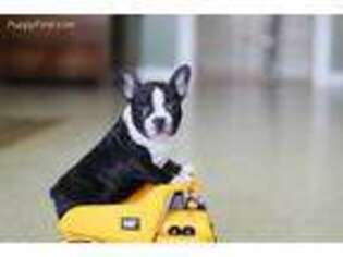 Boston Terrier Puppy for sale in Utica, OH, USA