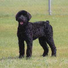 Black Russian Terrier Puppy for sale in Camp Verde, AZ, USA