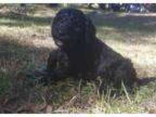 Labradoodle Puppy for sale in High Springs, FL, USA