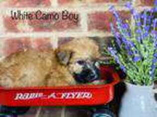 Soft Coated Wheaten Terrier Puppy for sale in Frisco, TX, USA