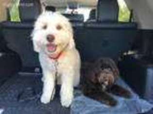 Labradoodle Puppy for sale in Newport Beach, CA, USA