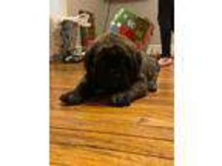 Mastiff Puppy for sale in Fredericksburg, VA, USA