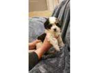 Havanese Puppy for sale in Hamilton, OH, USA