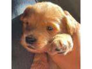 Mutt Puppy for sale in Chepachet, RI, USA