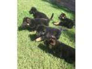German Shepherd Dog Puppy for sale in Wallace, CA, USA