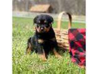 Rottweiler Puppy for sale in Coatesville, PA, USA