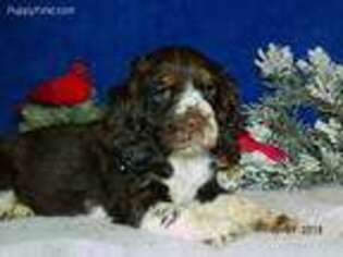 Cocker Spaniel Puppy for sale in West Plains, MO, USA