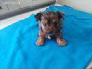 Chorkie Puppy for sale in Peoria, IL, USA