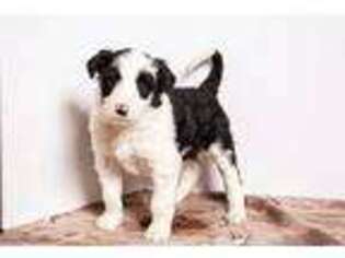 Border Collie Puppy for sale in Salt Lake City, UT, USA