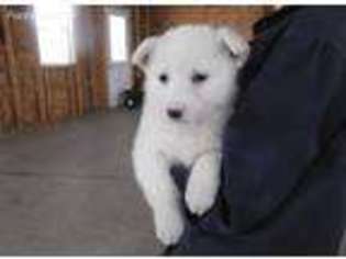 German Shepherd Dog Puppy for sale in Monroe, IN, USA