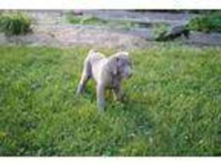 Labrador Retriever Puppy for sale in Elroy, WI, USA