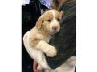 Mutt Puppy for sale in Okarche, OK, USA