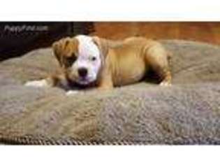 American Bulldog Puppy for sale in West Palm Beach, FL, USA