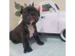 French Bulldog Puppy for sale in Washington, IN, USA