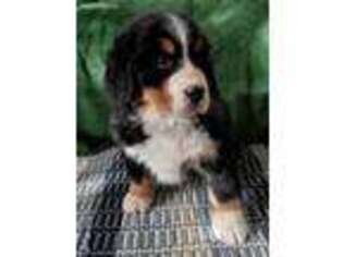 Bernese Mountain Dog Puppy for sale in Monte Vista, CO, USA