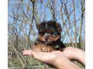 Yorkshire Terrier Puppy for sale in Washington, LA, USA