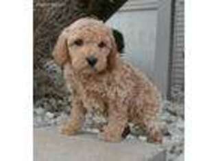 Goldendoodle Puppy for sale in Celina, OH, USA