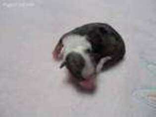 Rat Terrier Puppy for sale in Archer, FL, USA