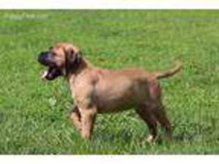 Bullmastiff Puppy for sale in Mount Airy, NC, USA