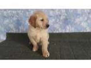 Golden Retriever Puppy for sale in Coldwater, MI, USA