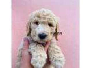 Golden Retriever Puppy for sale in New Carlisle, OH, USA