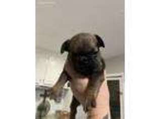French Bulldog Puppy for sale in Hampton, MN, USA