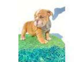 Bulldog Puppy for sale in Arlington Heights, IL, USA