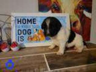 Newfoundland Puppy for sale in Tallahassee, FL, USA