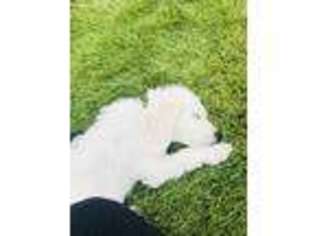 Goldendoodle Puppy for sale in Castle Rock, CO, USA