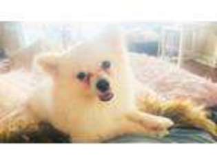 Pomeranian Puppy for sale in San Diego, CA, USA