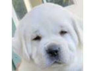 Labrador Retriever Puppy for sale in Los Angeles, CA, USA